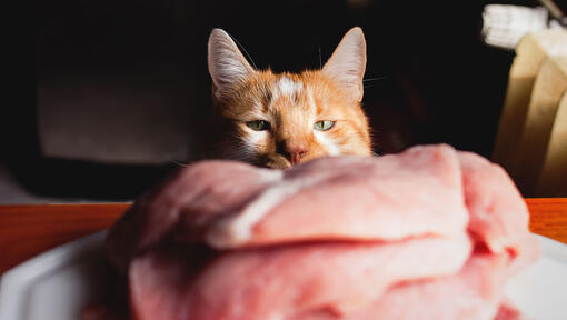 Cat eating chicken hotsell